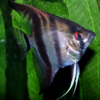 What are freshwater angelfish?